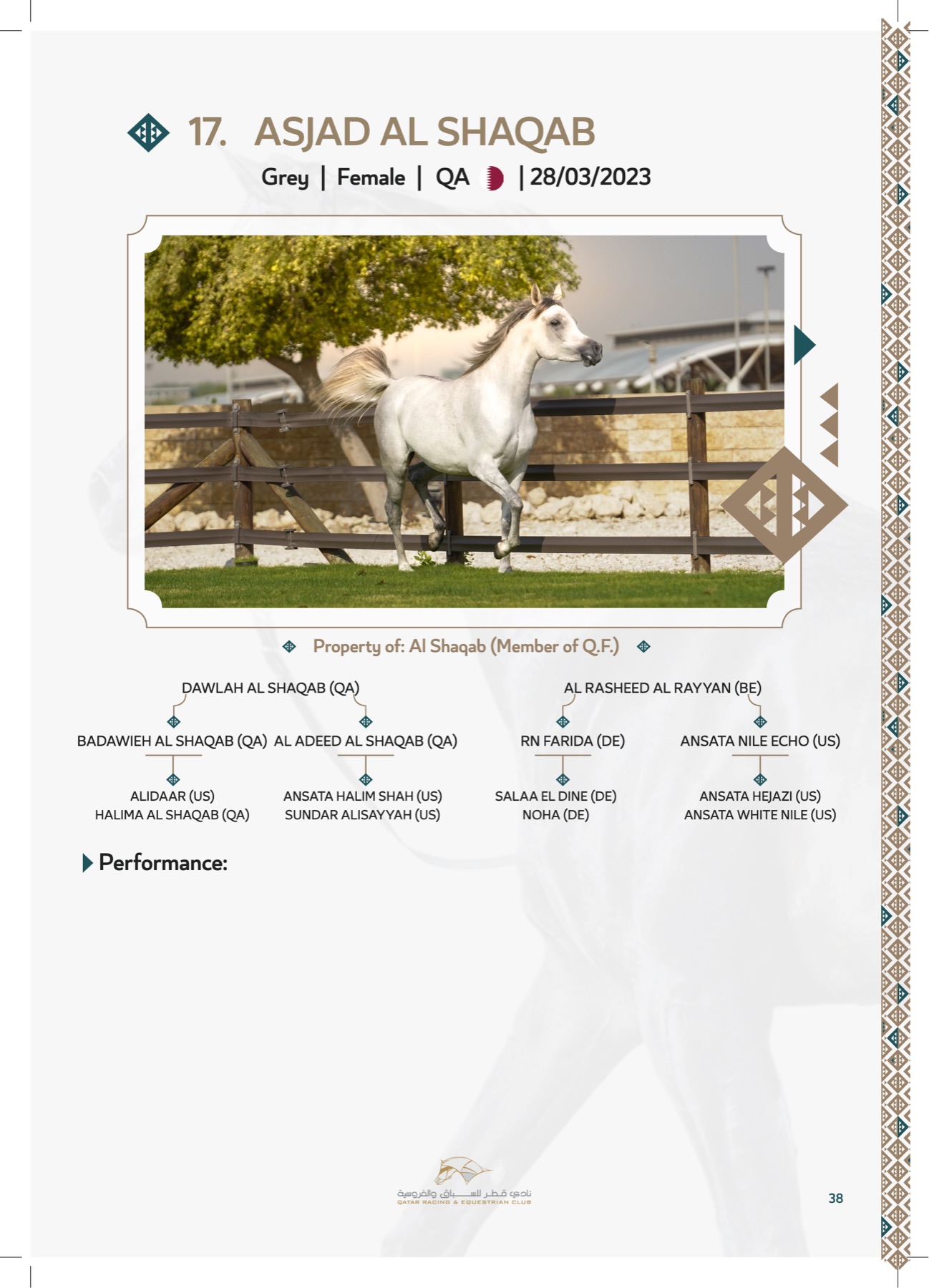 A lot page — chestnut Arabian