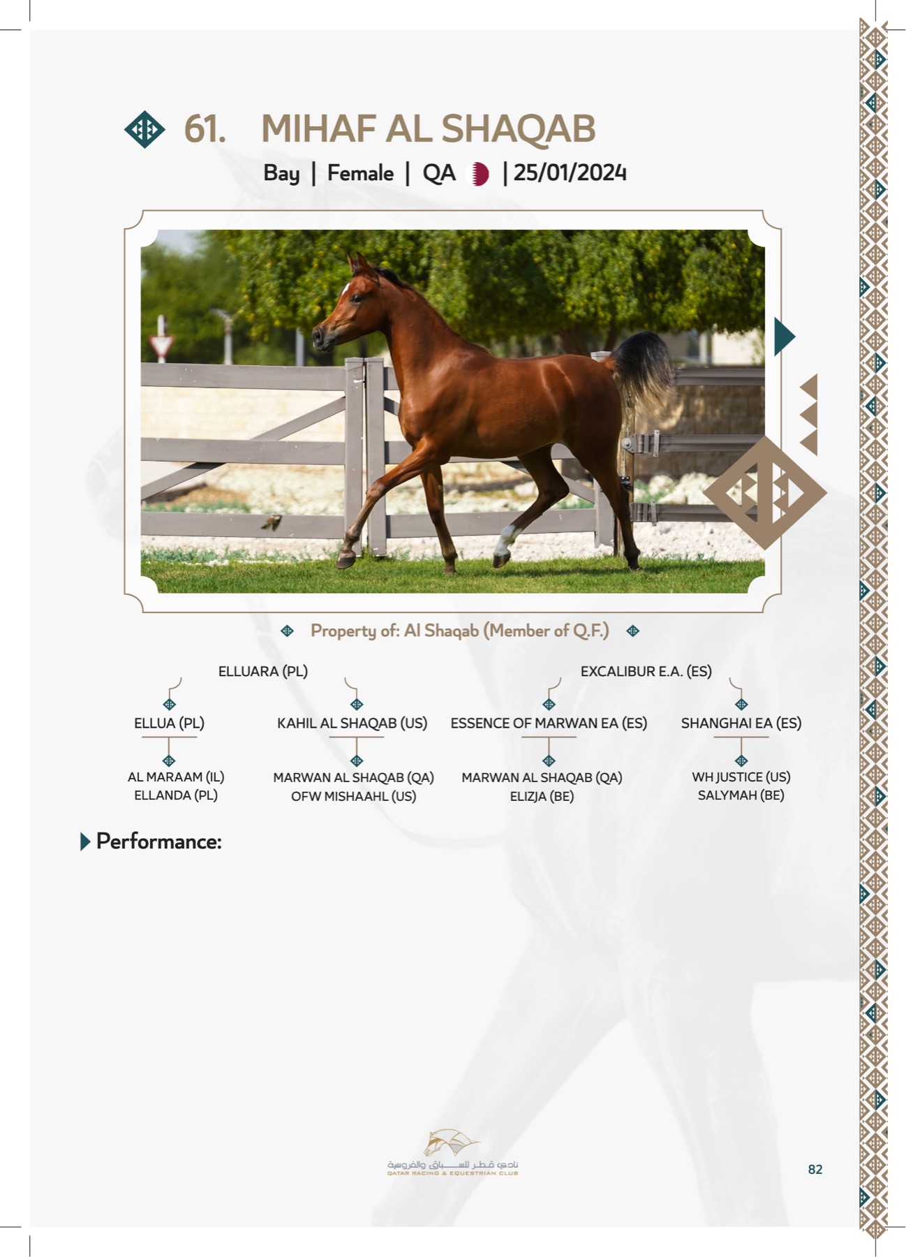 Lot — Mihaf Al Shaqab, trotting