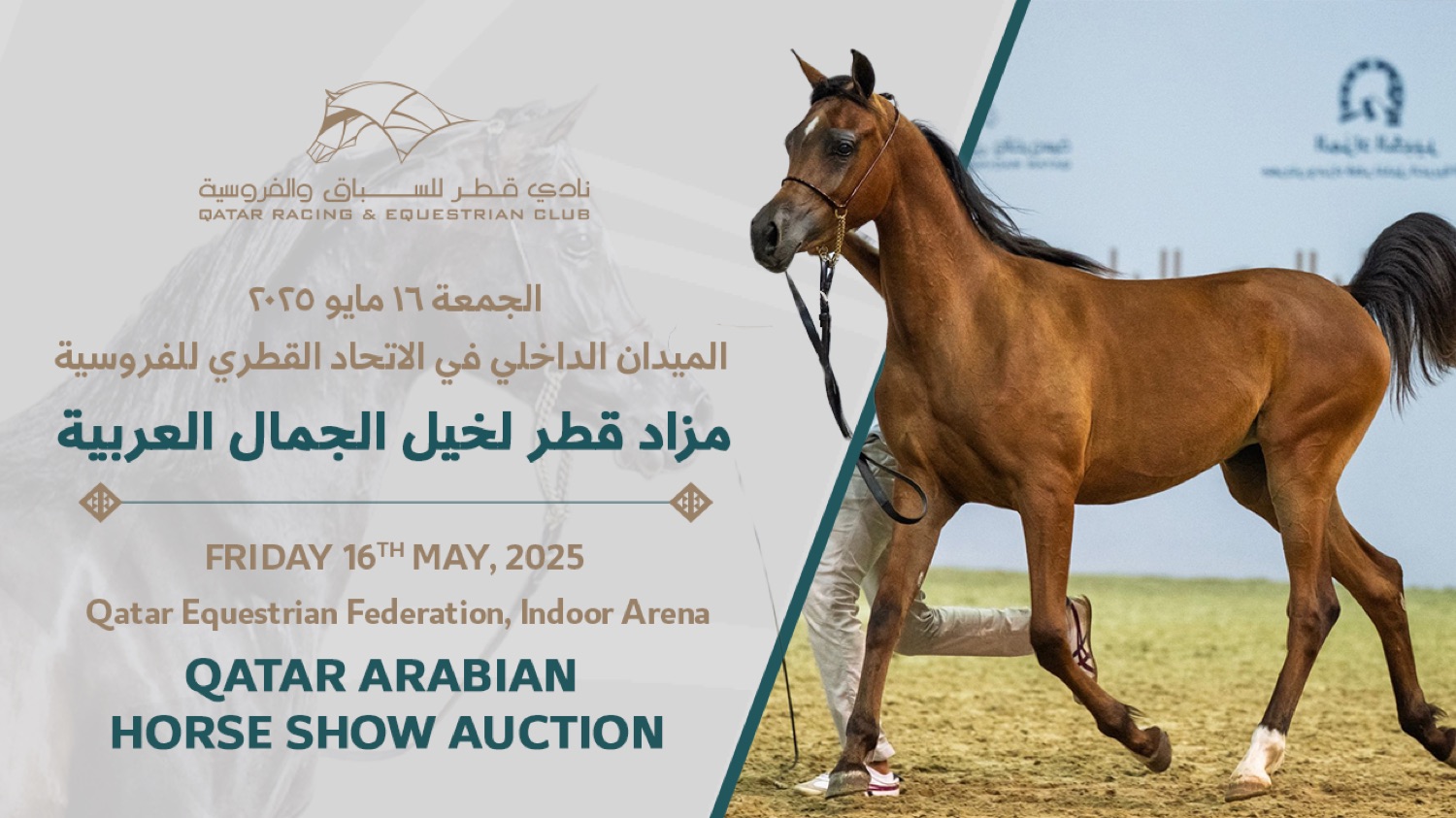 Qatar Arabian Horse Show Auction broadcast thumbnail